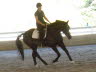 Robin & Elise: Black horse, dark arena, bright sunshine. A photogs nightmare, but this look at his canter was irresistible.