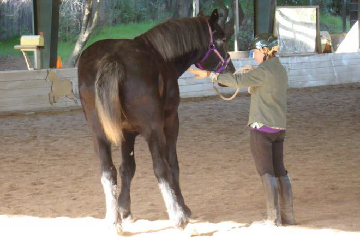 Bonnie McCurdy attended her first clinic with Jack, a 3 year old Percheron  remarkably sensitive and responsive.