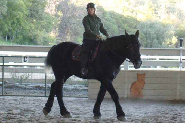 Jack was steady and willing under saddle.