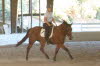 Elise brought Boomer  who said Quarter Horses dont have the movement for dressage