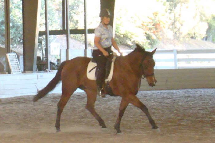 Elise brought Boomer  who said Quarter Horses dont have the movement for dressage