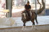 Sheila Kumar brought her latest endurance mount  a gelding this time!